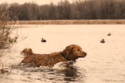 Buddy on retrieve