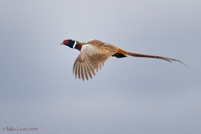 Rooster in flight