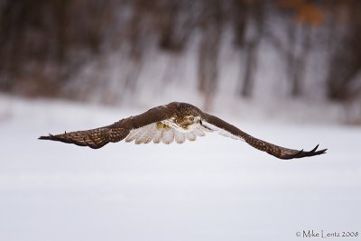 Redtail Hawk swoops over snow