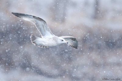 Ring billed gull in snow
