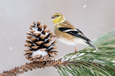 Goldfinch in snow
