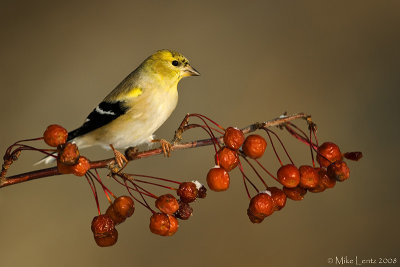 Goldfinch on winter berries