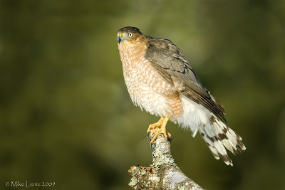 Coopers Hawk on hunting perch
