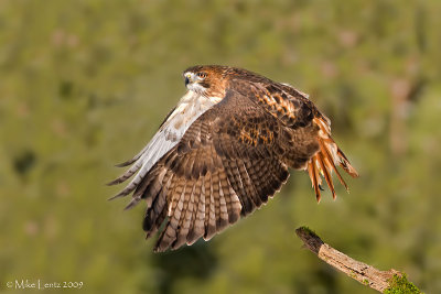 Redtail Hawk wide open