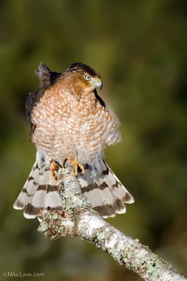 Coopers hawk hunting