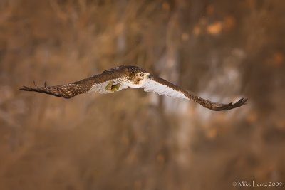 Redtail Hawk over prairie