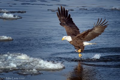 Bald Eagle one foot fish snatch