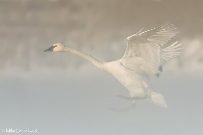 Trumpeter landing in fog