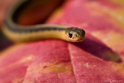 Garter snake in autumn leafs