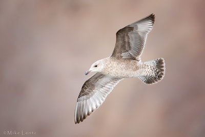 Herring Gull (transitional between first cycle and 2nd cycle)