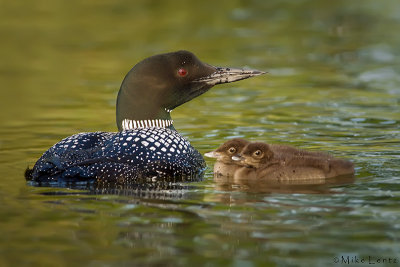 Dad watching over babies