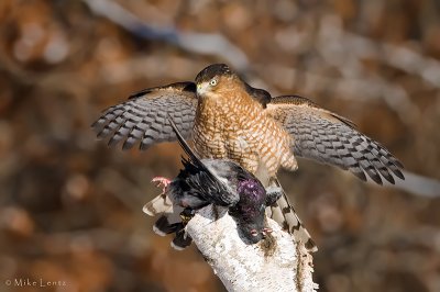 Coopers Hawk spread out over Pigeon