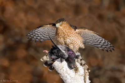 Coopers hawk spread out over kill