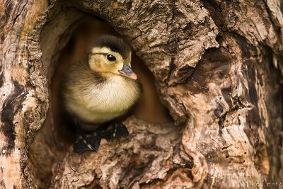 Wood duck baby in nest cavity