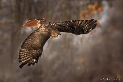 Redtail Hawk in pursuit