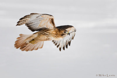 Redtailed hawk flight over snow