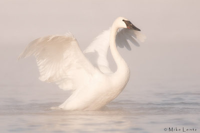 Trumpeter swan in morning light and fog