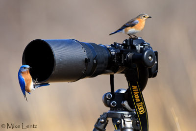 Bluebird combo on my D300