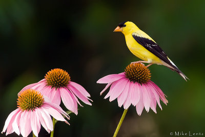 Goldfinch on coneflowers