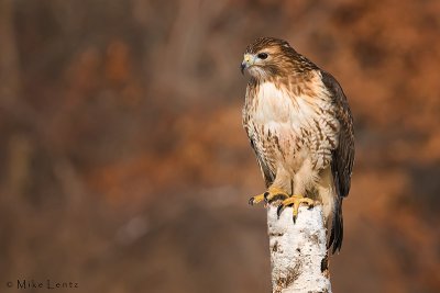 Redtail on perch