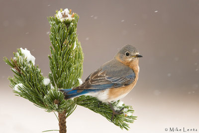 Pine cones and snowflakes