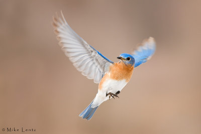 Looking back in flight