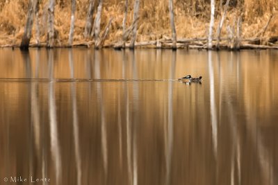 Hooded mergansers on reflection pond