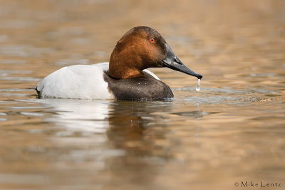 Canvasback (drake)