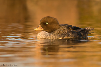 Common Goldeneye (hen)