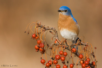 Bluebird male on berries