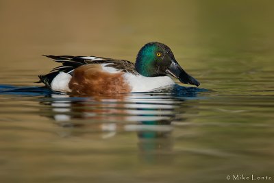 Northern Shoveler ( drake)