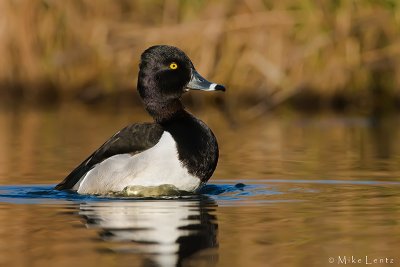 Ringneck duck (drake)