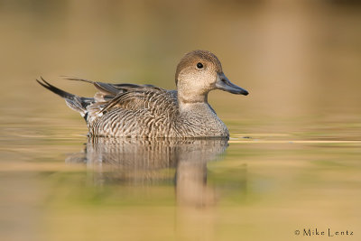 Pintail (Hen)