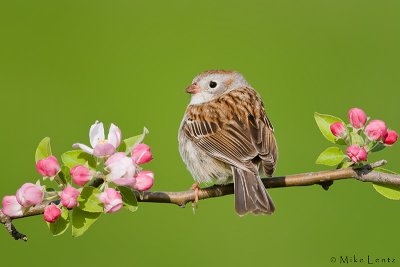 Field Sparrow on bloom