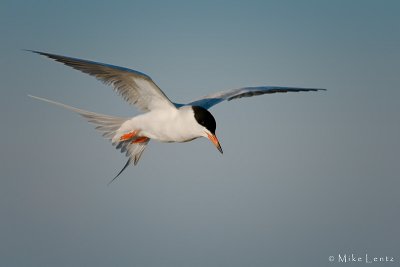 Forsters Tern