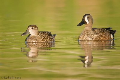 Blue Winged teal combo