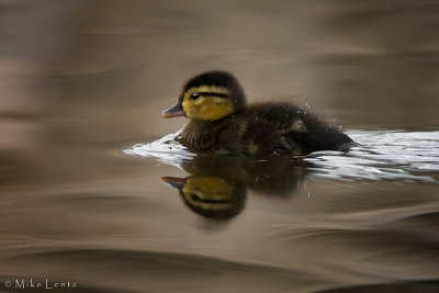 Wood duck baby heading out