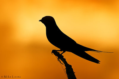 Barn Swallow (silhouette)