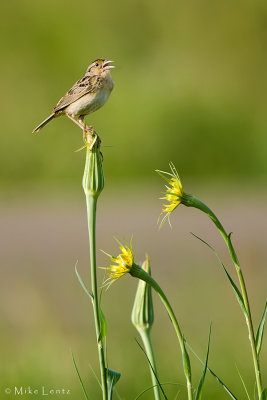 Grasshopper Sparrow in habitat