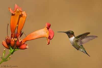 Ruby Throated Hummingbird near Trumpet Vine