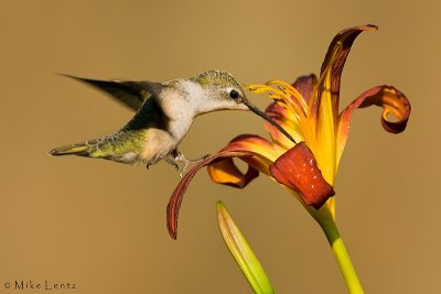 Female Hummingbird tip toes flower
