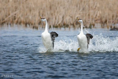 Western Grebe pair rushing