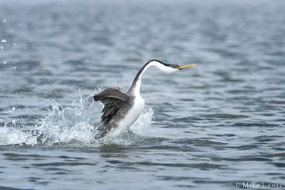 Western Grebe solo rusher