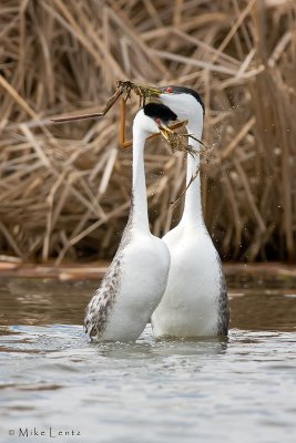 Western Grebe weed dance