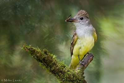 Great crested flycatcher