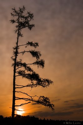 Tamarack tree at sunrise