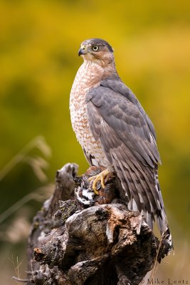 Coopers Hawk in fall colors