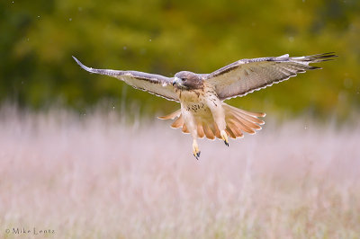 Redtailed Hawk in fall snowy flight