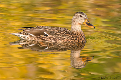 Mallard (hen) in golden autumn waters