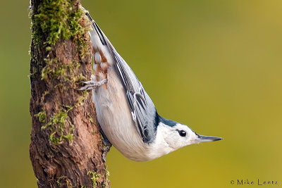 White breasted nuthatch